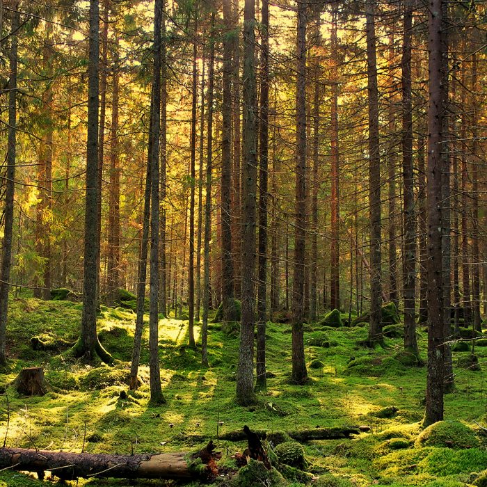 Trollsk skog Småland