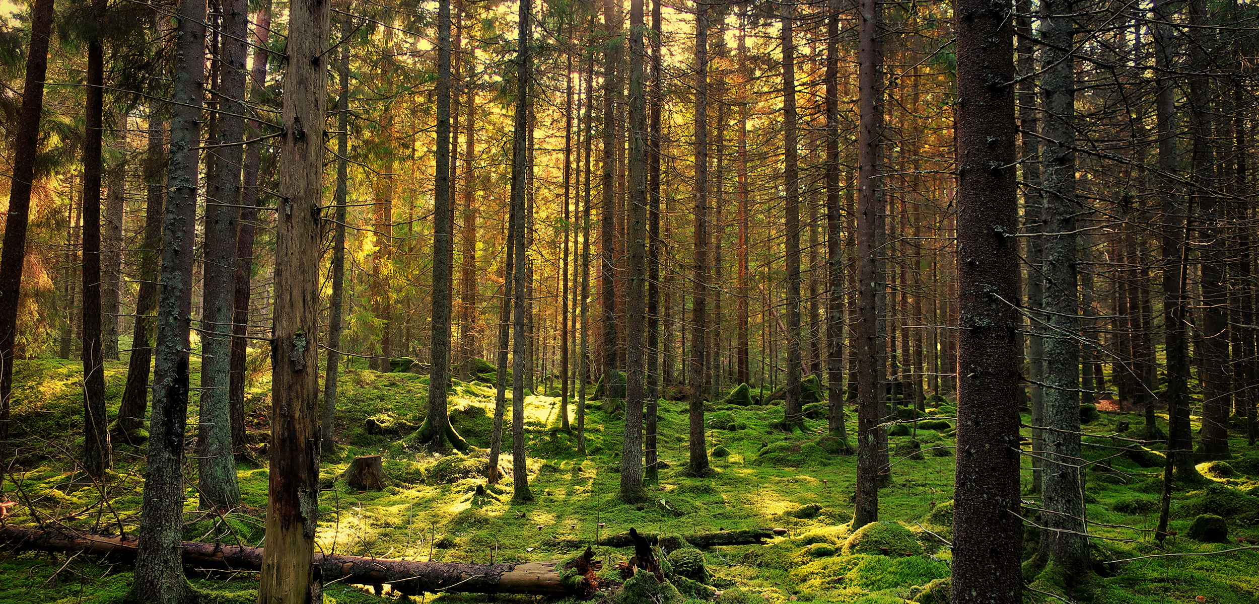 Trollsk skog Småland